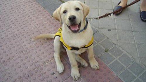 Cachorro de perro guía de la ONCE