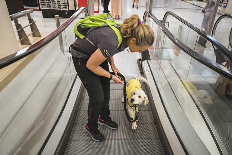 Futuro perro guía en una rampa automática del centro comercial