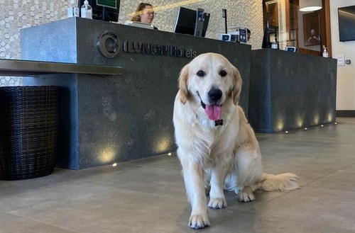 Un perro en la recepción de un hotel de Ilunion