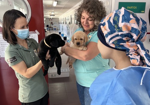 Alba junto a Mónica y otra ciudadora de perreras, que tienen a sendos cachorros en los brazos