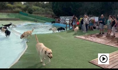 Portada video perros guía