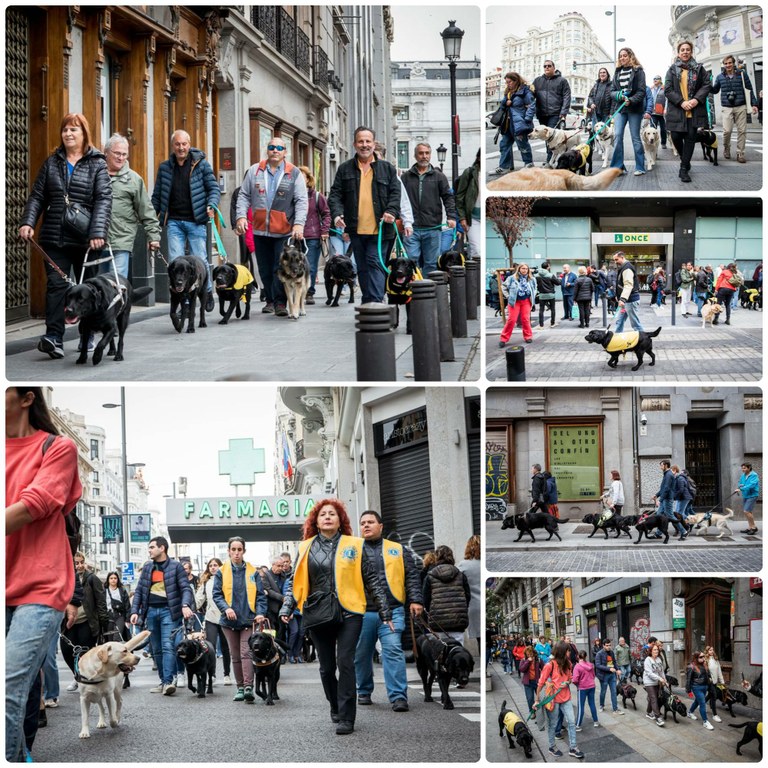 Collage con varios momentos del paseo con los perros