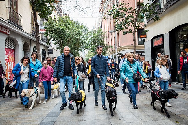Paseo de los perros guía por las calles de Madrid