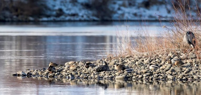 Rivera de un rio. Imagen alusiva a la biodiversidadd