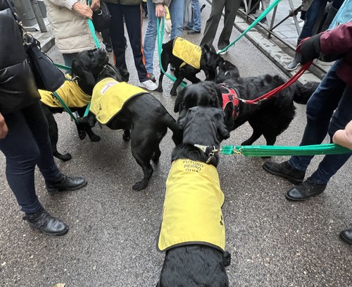 Varios perros de la FOPG durante las vueltas de San Antón