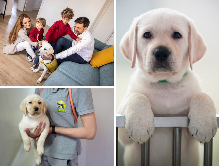 Collage de imágenes de los cachorros de perros guía, junto a una familia de acogida y educadora