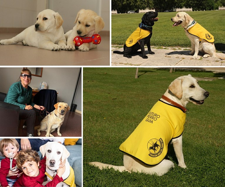 Collage de imágenes de perros guía de la FOPG, de Dolors y Arena, y de familia educadora