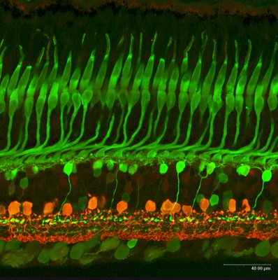 Imagen al microscopio de funcionamiento de los fotorreceptores en la retina