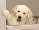 Cachorro de perro guía