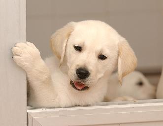 Cachorro de perro guía