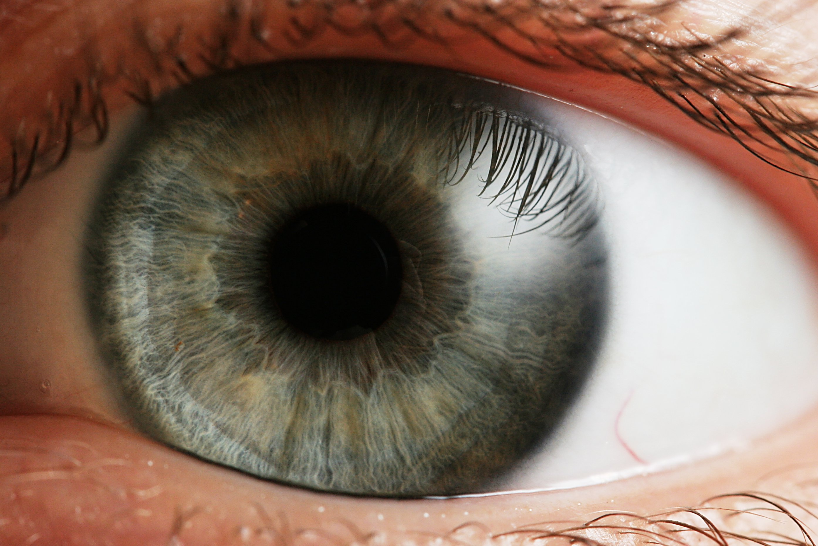 Imagen en primer plano de un ojo con visualización de su retina