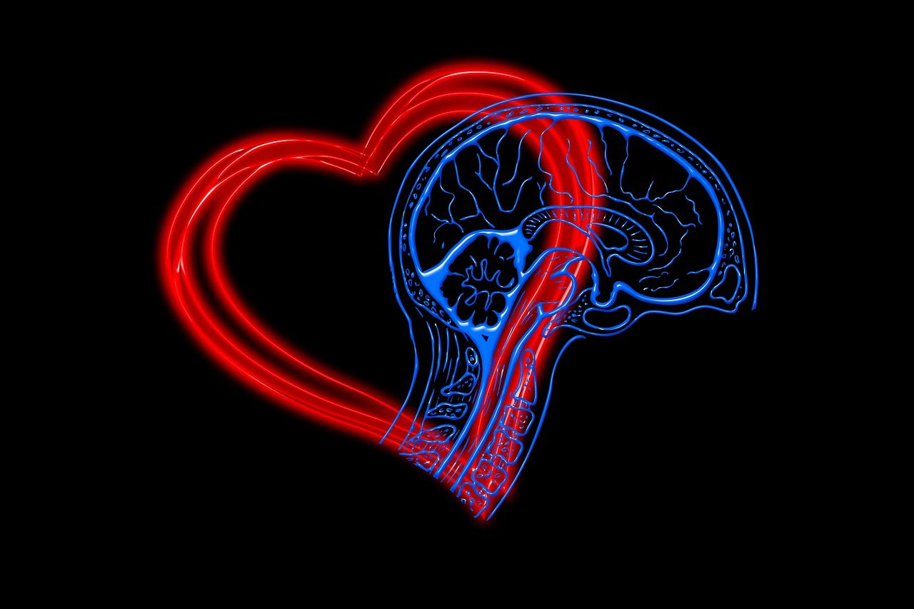 Dibujo silueta corazón y cerebro unidos