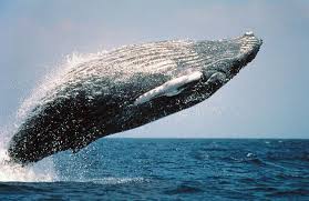 BALLENA AZUL